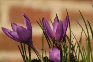 Crocus karduchorumSpinragkrokus bestellen